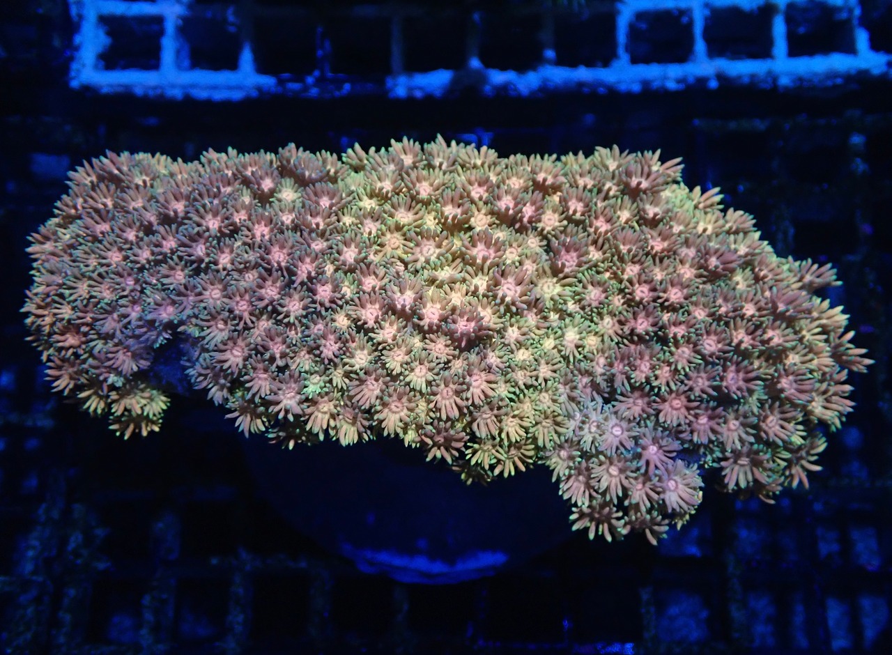 Goniopora BigSize FromMakassar