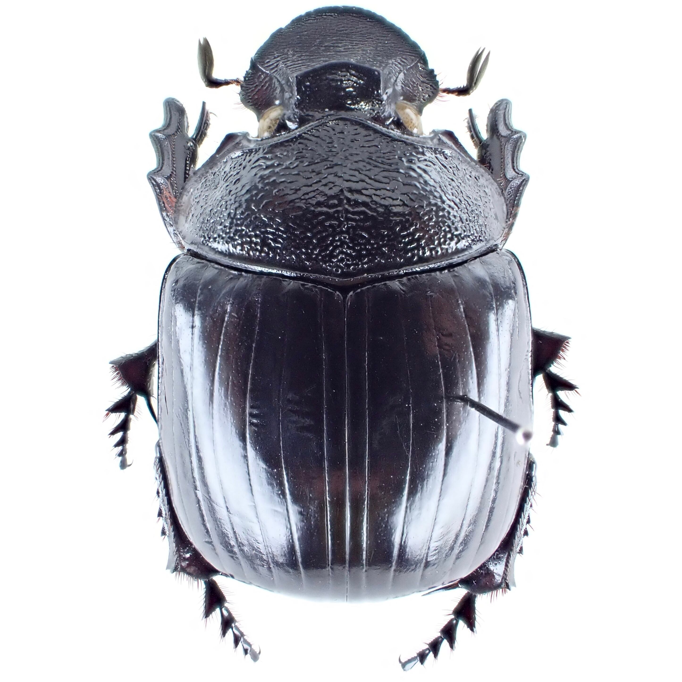 ケニア産 Heliocopris werneri ♂♀ 34mm/35mm | 昆虫標本 Diggers