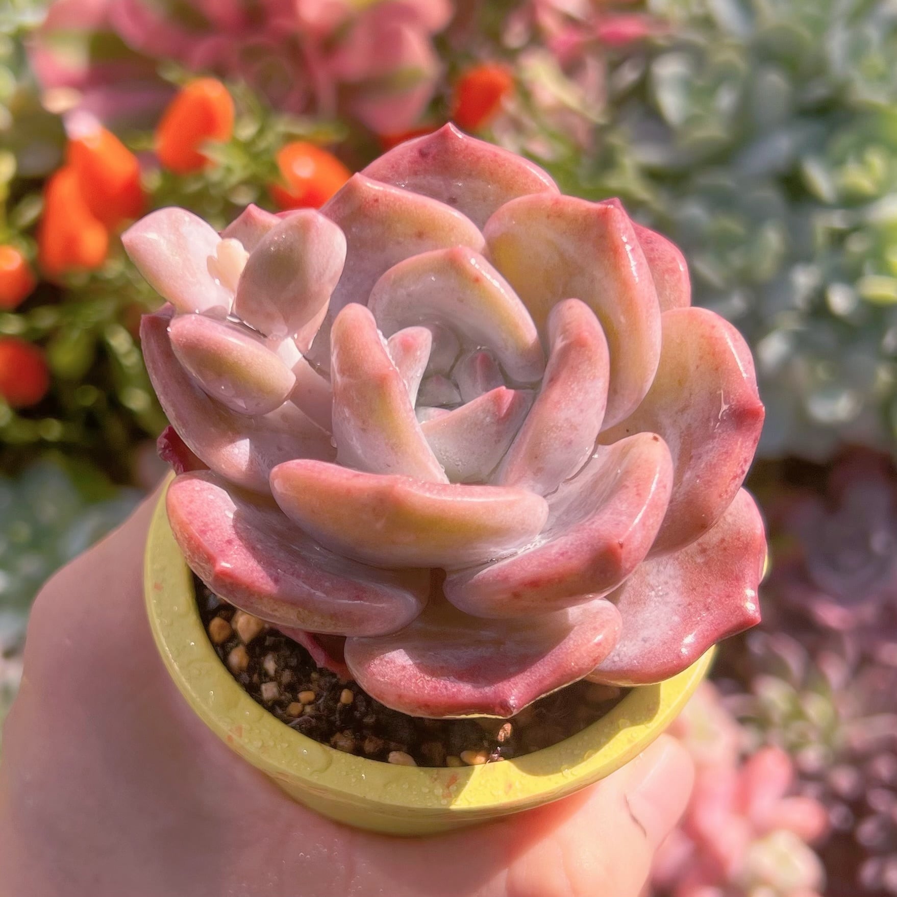 多肉植物 桜雪 新入荷 るる農園 | るる農園~多肉植物専門