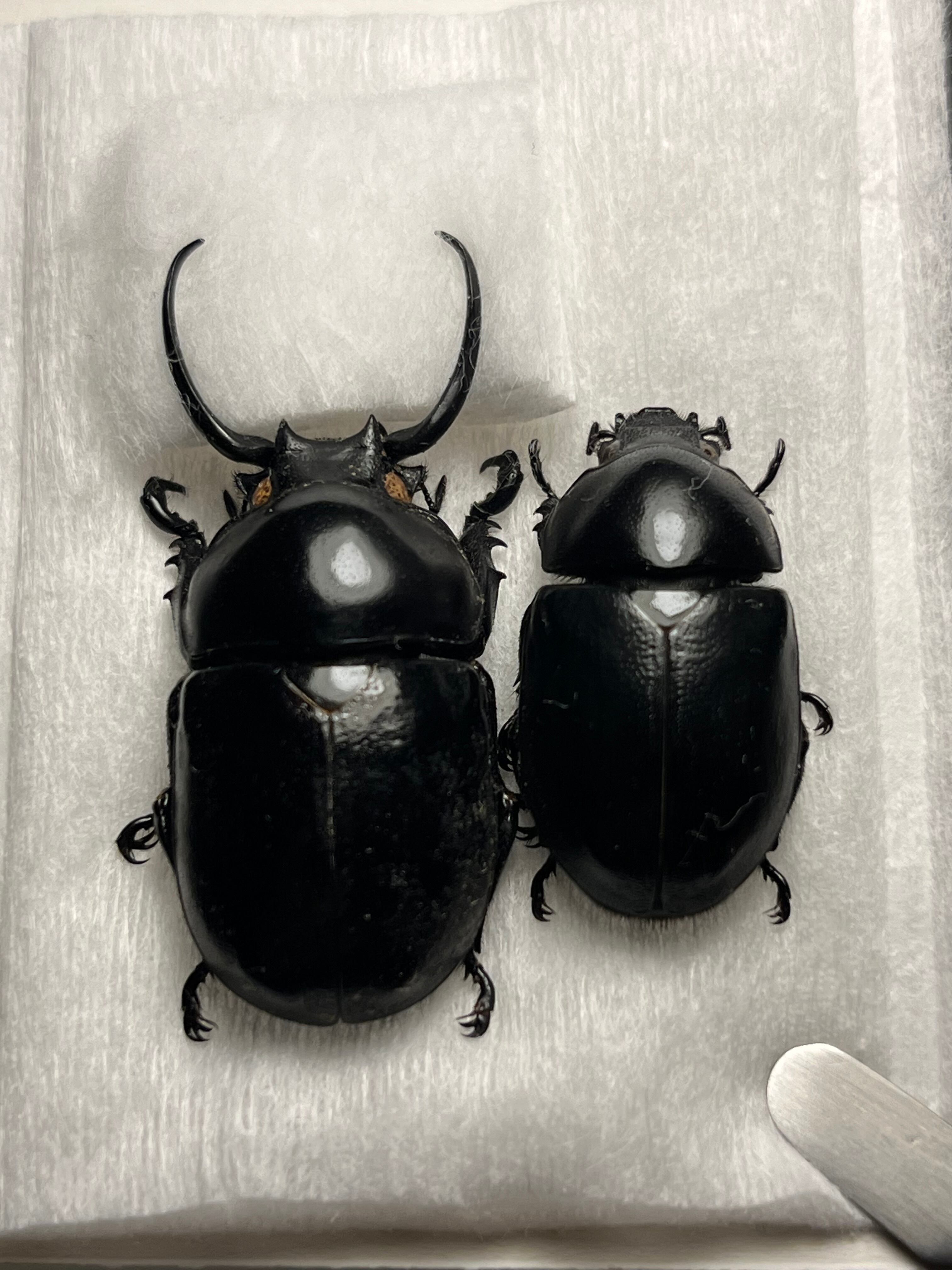 【38mm】マッシロコガネ Cyphochi昆虫標本 プラチナコガネ 38mm】マッシロコガネ Cyphochilus 地球上で最も白い生物 プラチナ