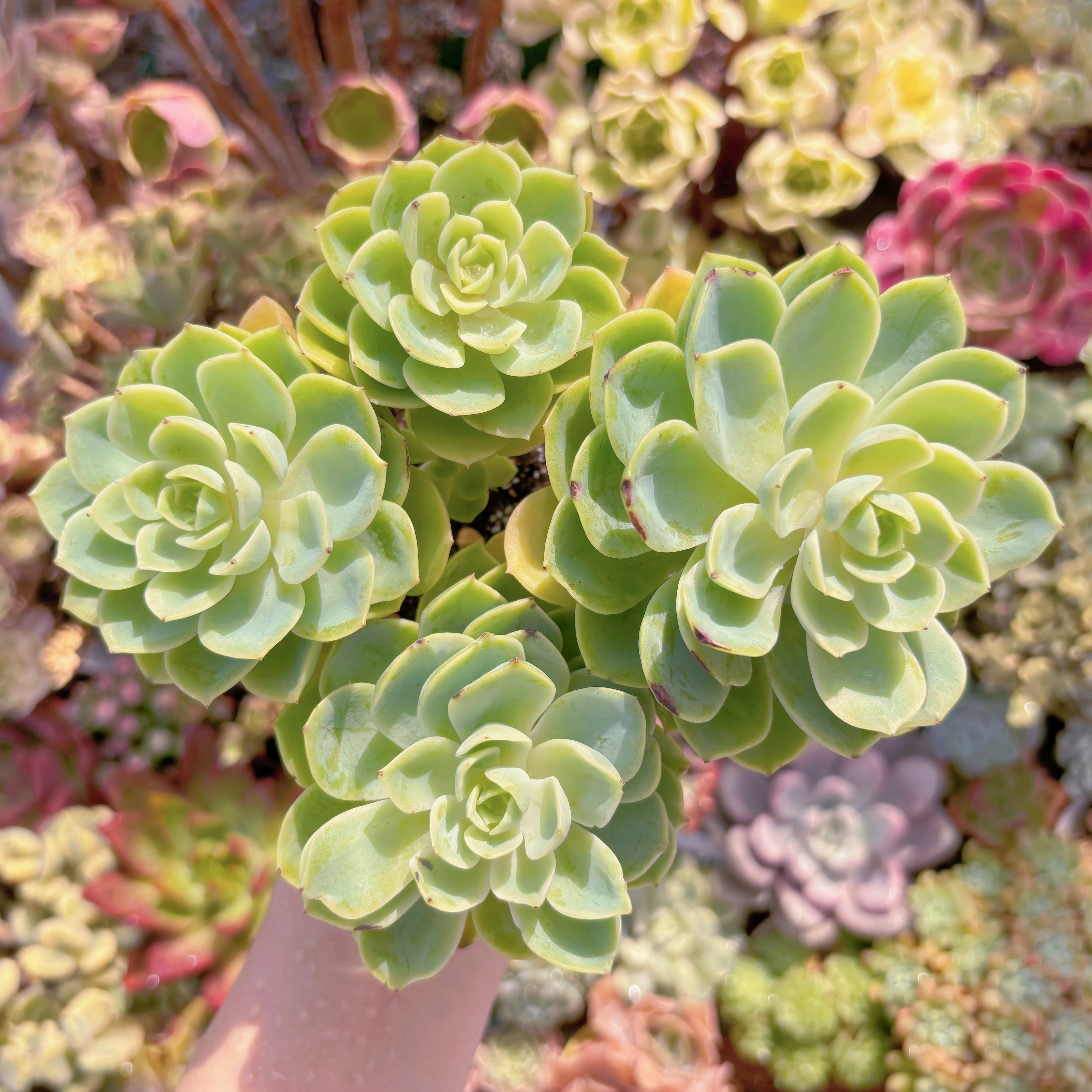 多肉植物 メロン(4〜6頭) 大群生 新入荷 るる農園 | るる農園~多肉植物専門