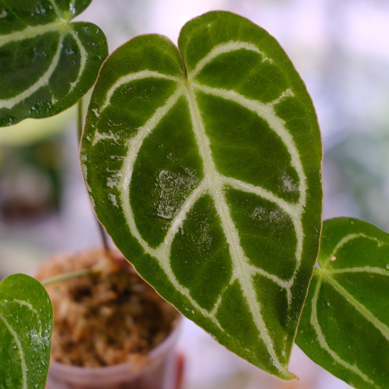 アンスリウム ドラヤキ × レッドクリスタリナム / Anthurium Dorayaki × Red Crystallinum③ / 観葉植物<育て方・花言葉>