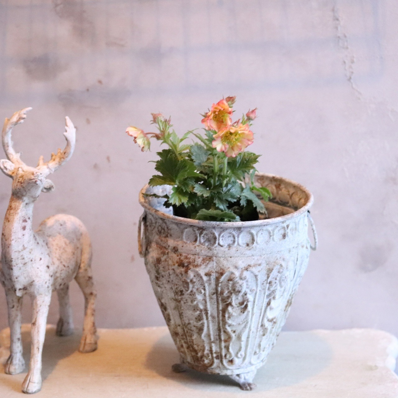 ゲウムプリティーコートピーチ　お庭にオススメ　アプリコットカラー