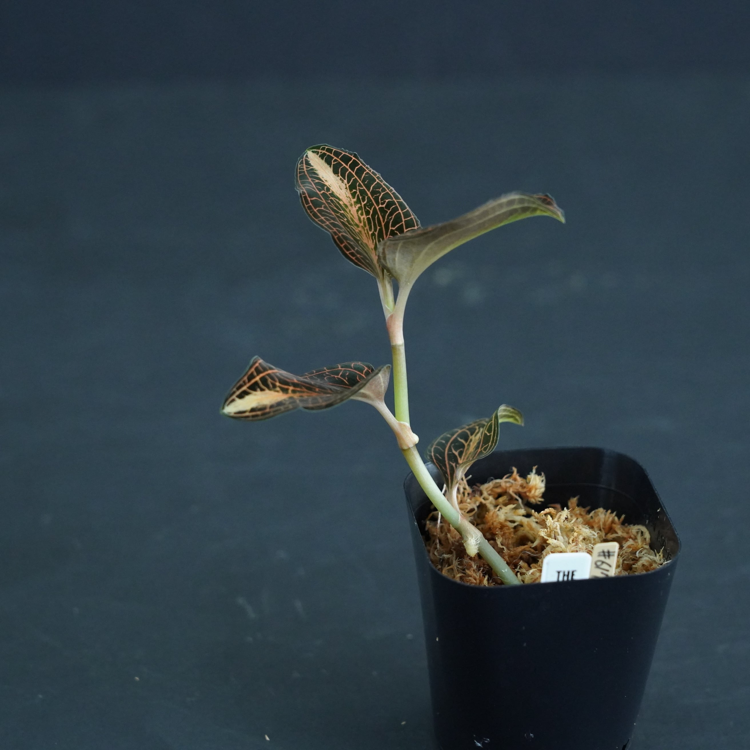 ◇現品◇アネクトキルス sp. 'Nan Red Vein'× Anct. siamensis 'White