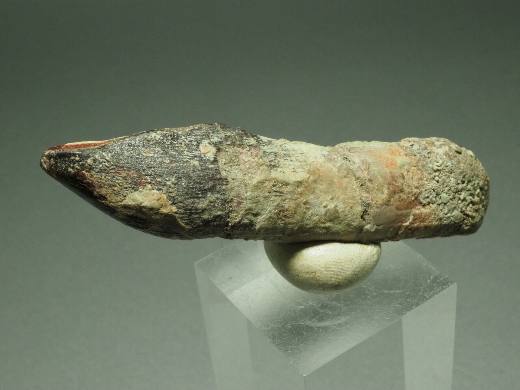 パロニコドンの歯 [DS400] 恐竜の化石 希少 レア パロニコドンの歯