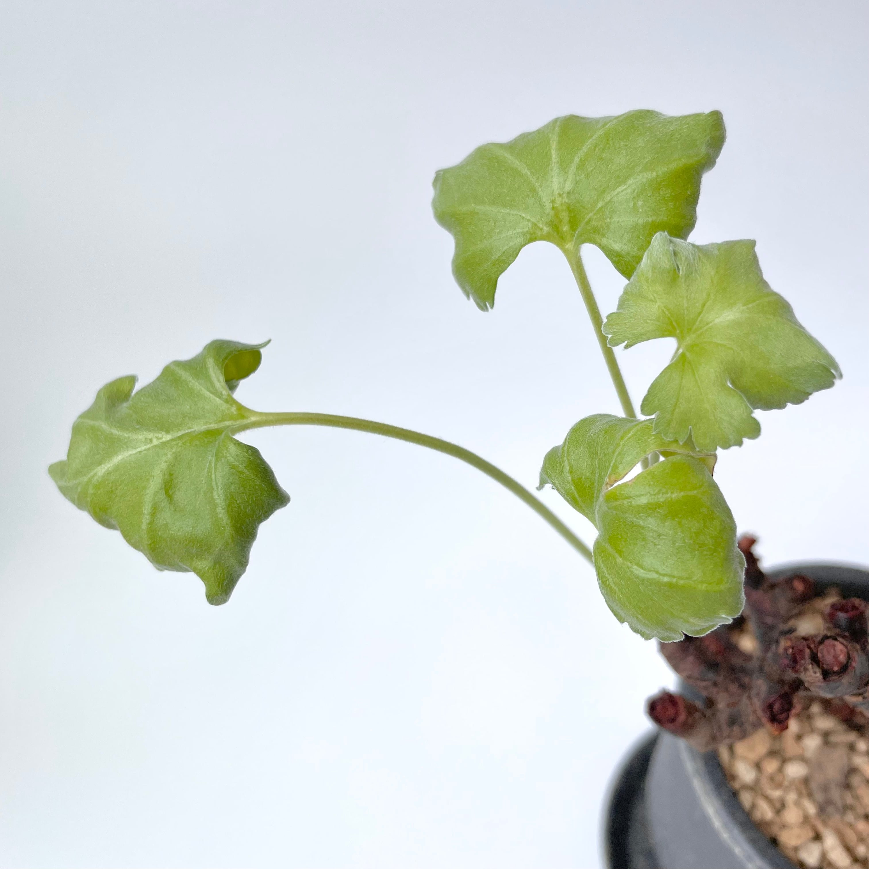 ペラルゴニウム・ミラビレ | 白昼堂々. - 観葉植物専門のEC通販