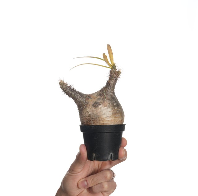 パキポディウム グラキリス no.4〈発根済み〉