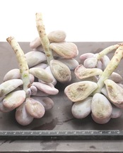 カット苗 パキフィツム ムーンストーン Pachyphytum 'Moon Stone'