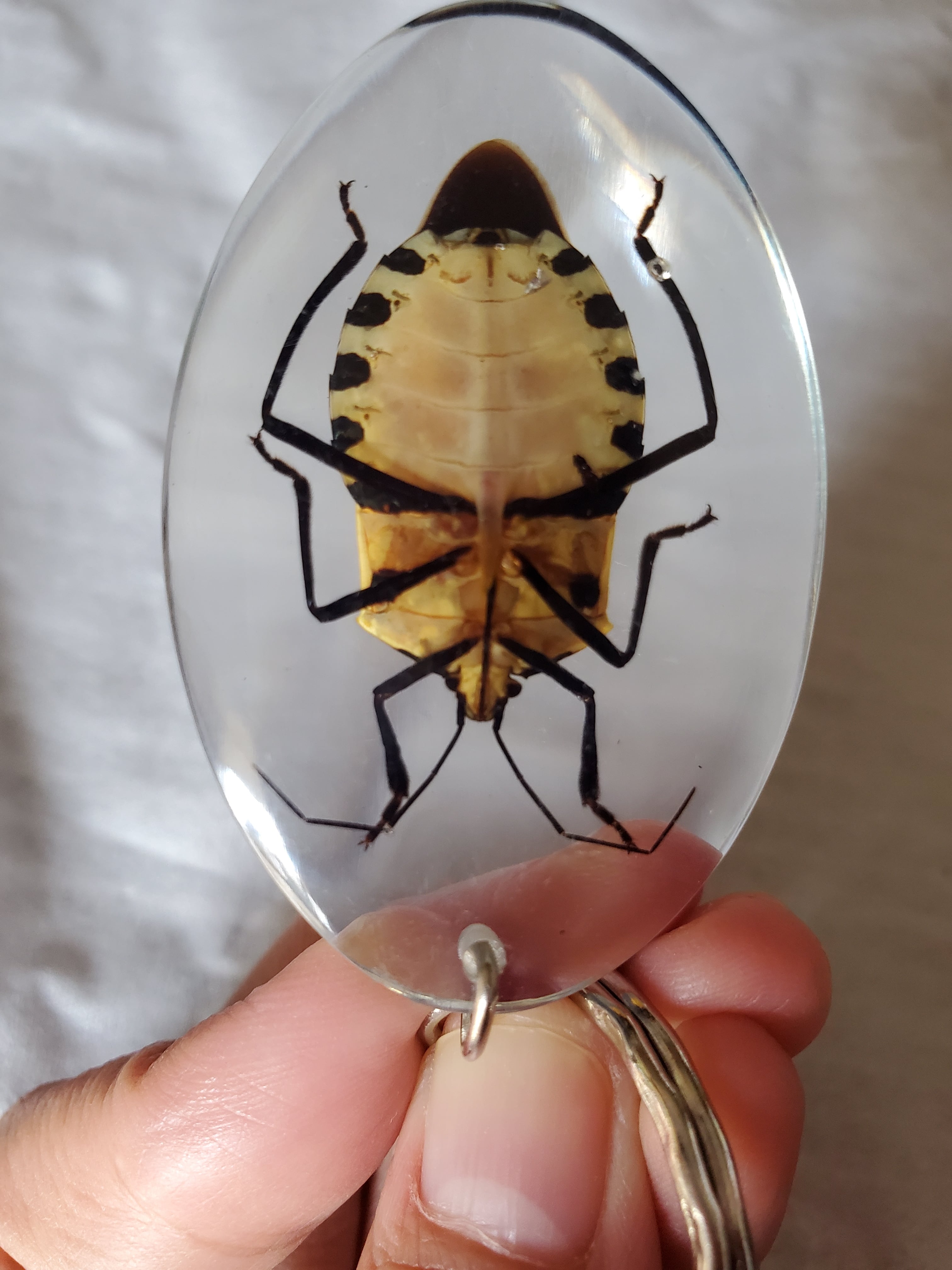 ゾウムシセット1　未検品 ゾウムシセット1未検品