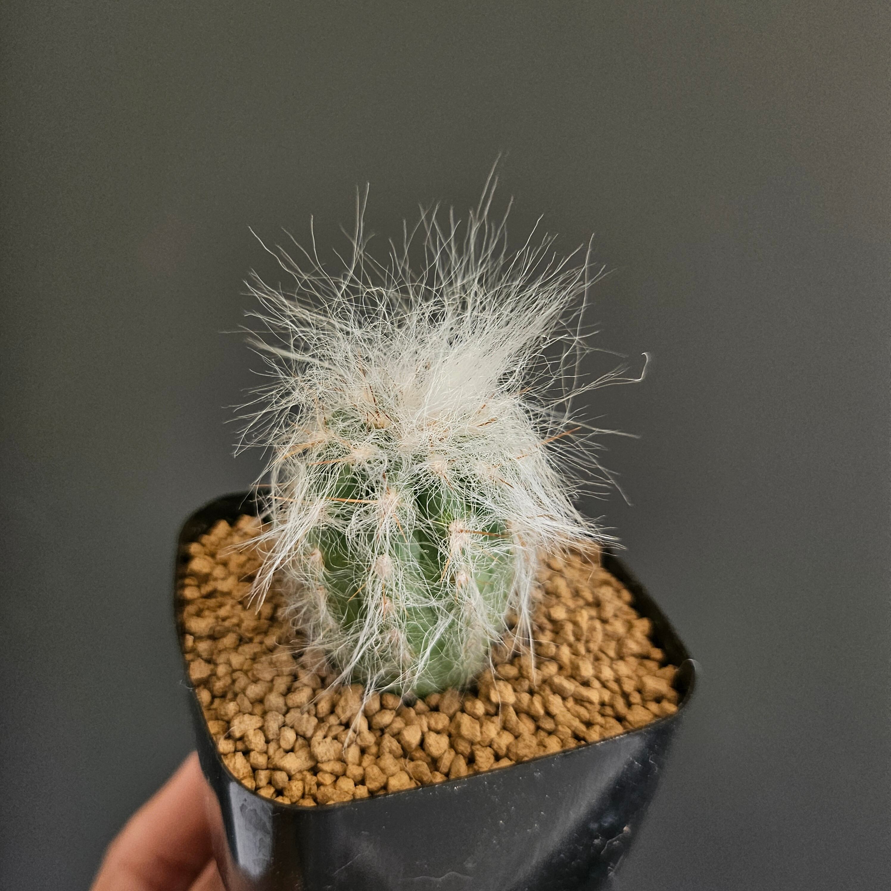Coron Cactus産】Oreocereus trollii 実生 | Plants Baka