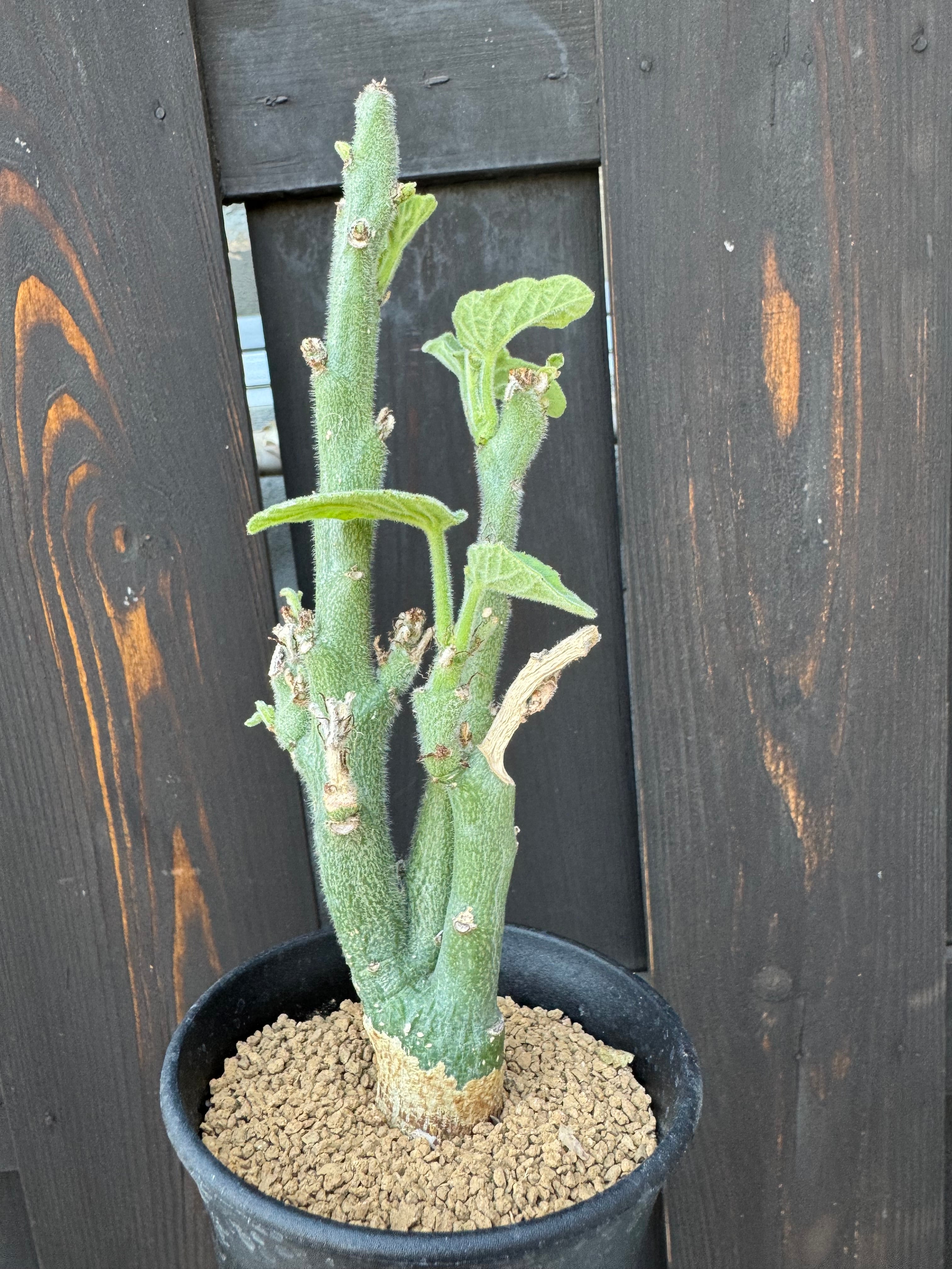 塊根植物 コーデックス アデニア　ケラマンサス　大A 新作】Adenia keramanthus【あまり出回らないレア品種】アデニア