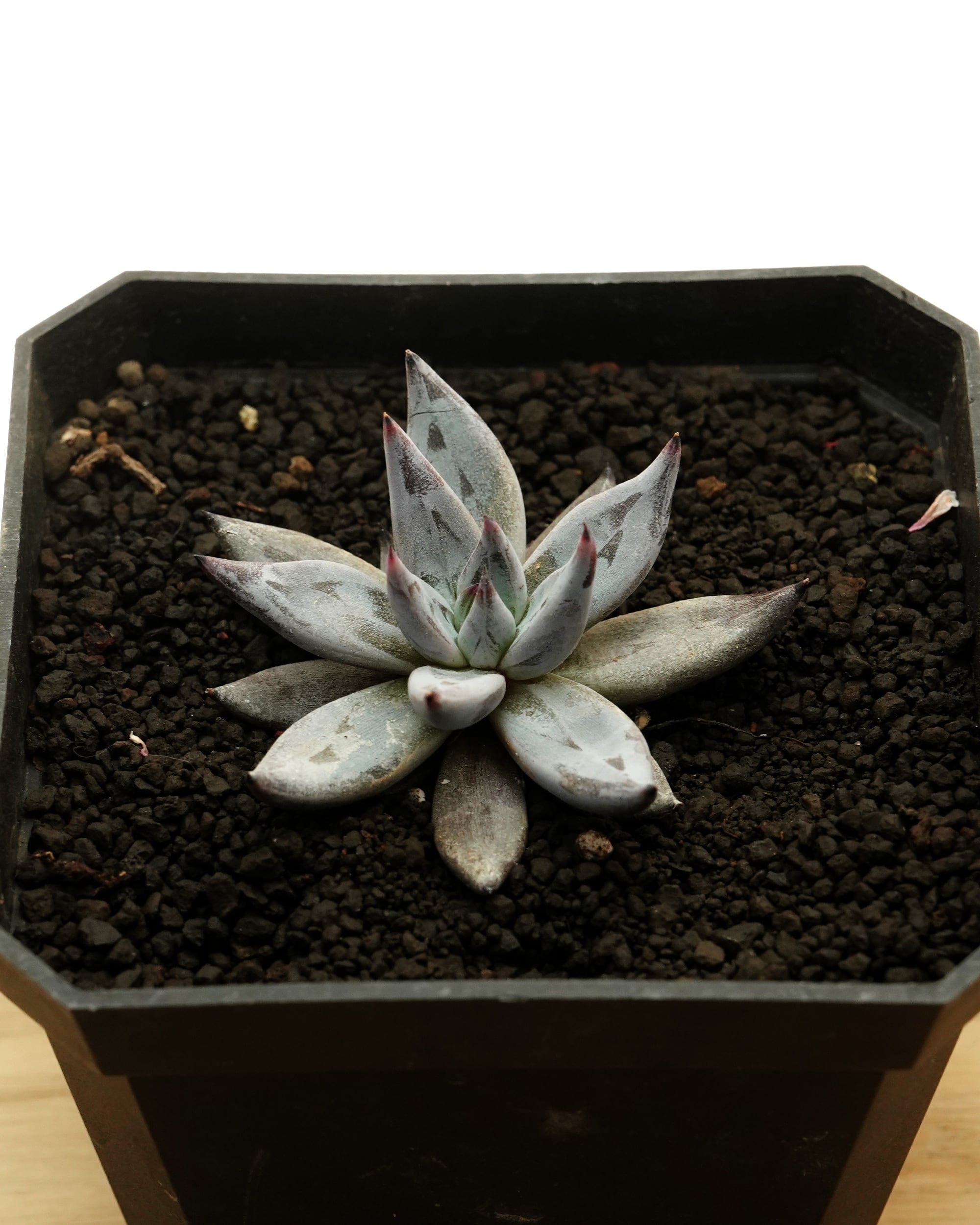 PREMIUM】 抜き苗 ベリー 超群生 Echeveria 'Berry' | PUKUBOOK SUCCULENTS