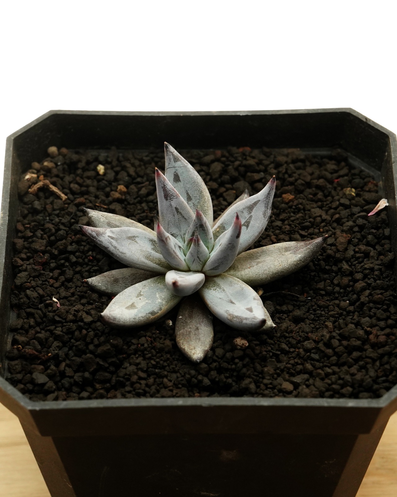 発根済カット苗 アンギキュラータ ミニ株 Echeveria unguiculata
