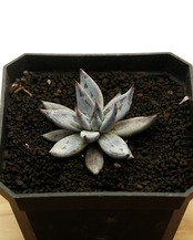 発根済カット苗 アンギキュラータ ミニ株 Echeveria unguiculata