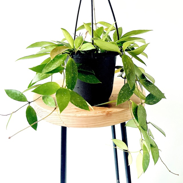 銀の斑が躍る、花付きの良い名品。Green Bellさんのホヤ・メモリア 4号鉢