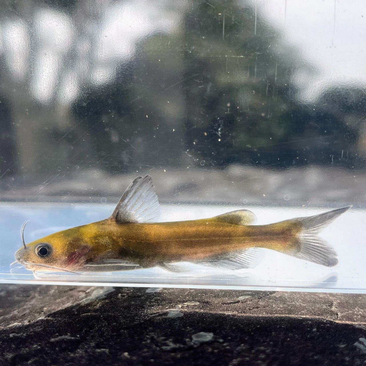 (淡水魚)ギギ 8cm±(1匹)【生体】