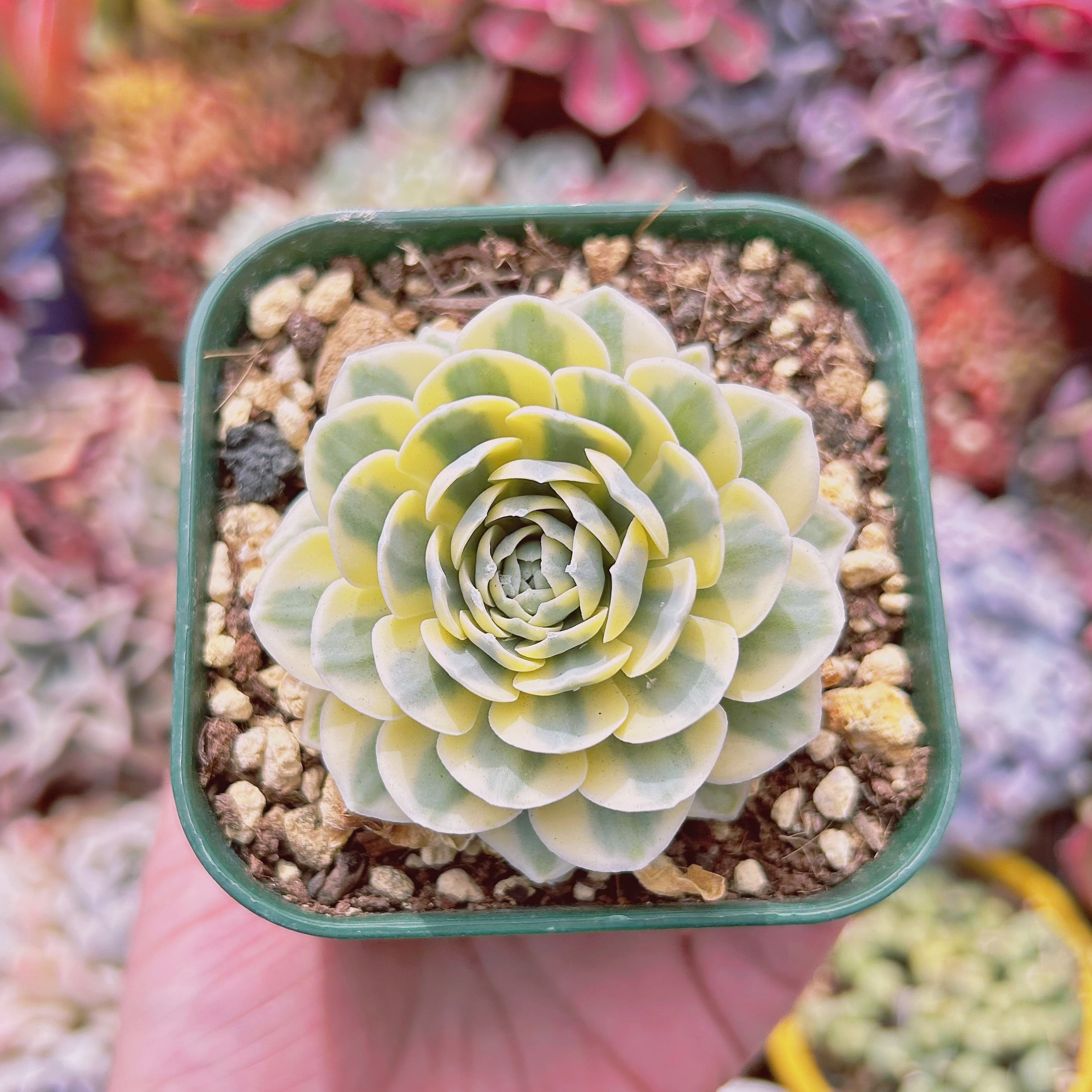 #076現物　多肉植物　富士　抜き苗