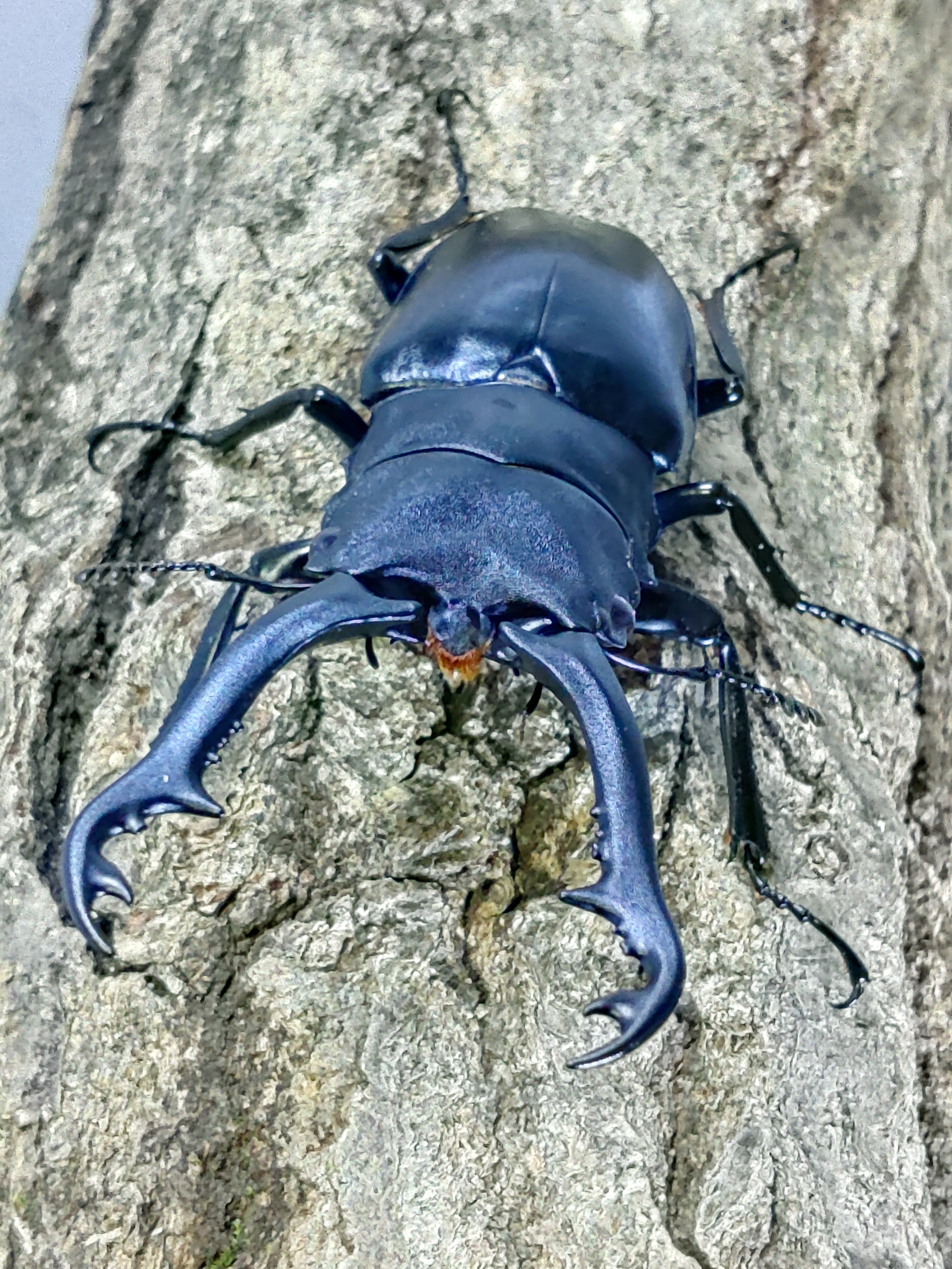 メタリフェルホソアカクワガタ ペア | くわバカおやじ ♂76