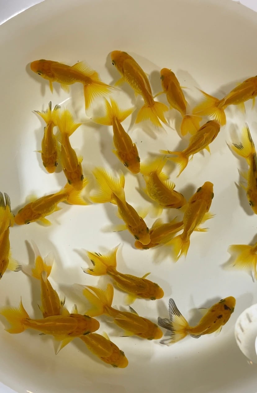 吉野養魚場産 ドラゴンスケール黄金魚 1匹 | アクアヒーリング プレアデス