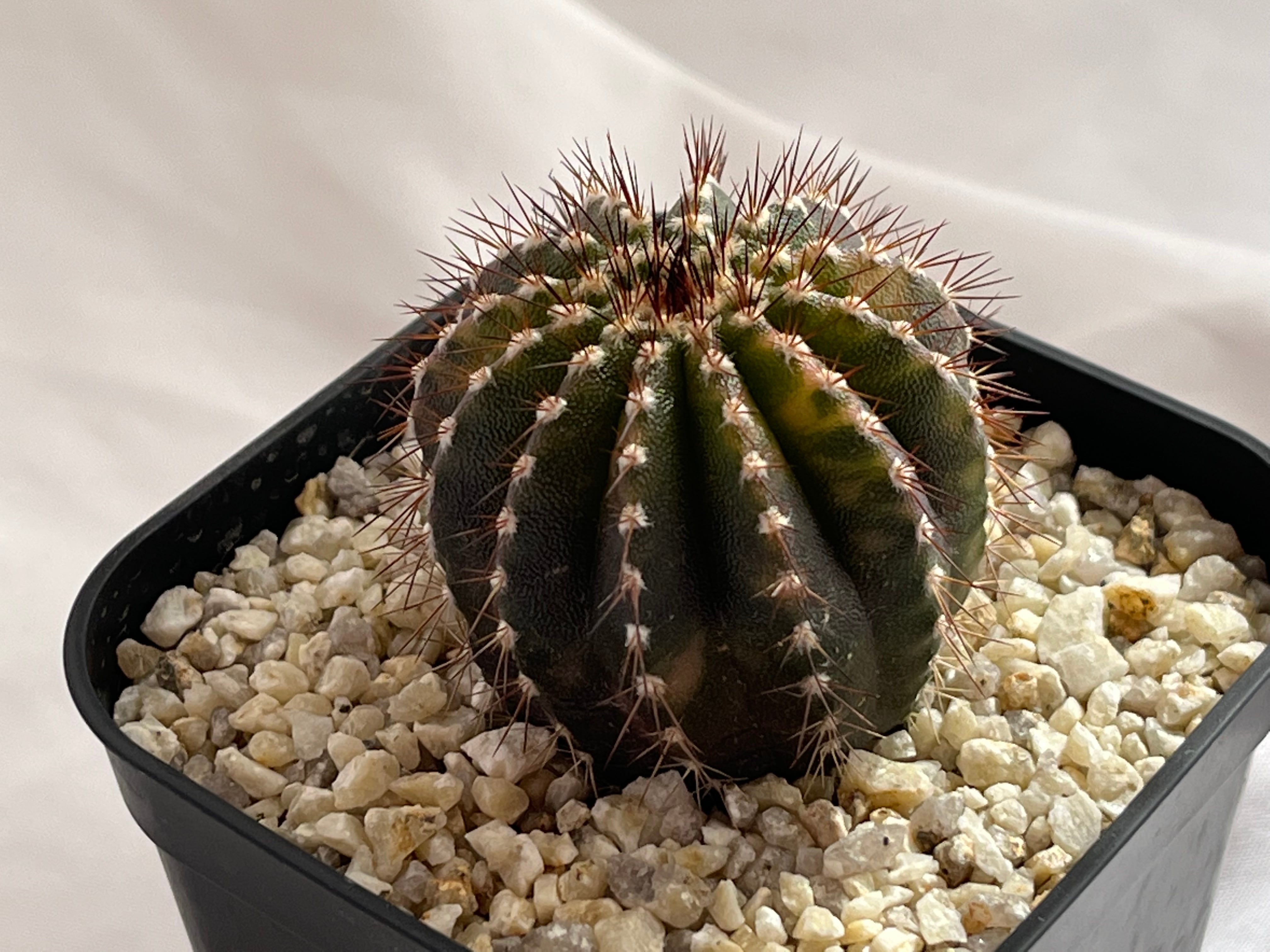 Uebelmmania pectinifera ユーベルマニア・ペクチニフェラ錦 サボテン