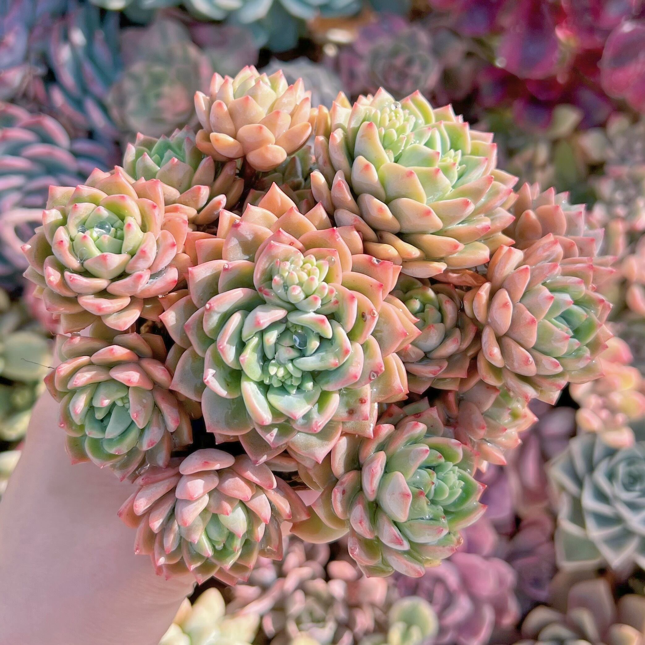 現品　沙羅姫蓮華#234　るる農園