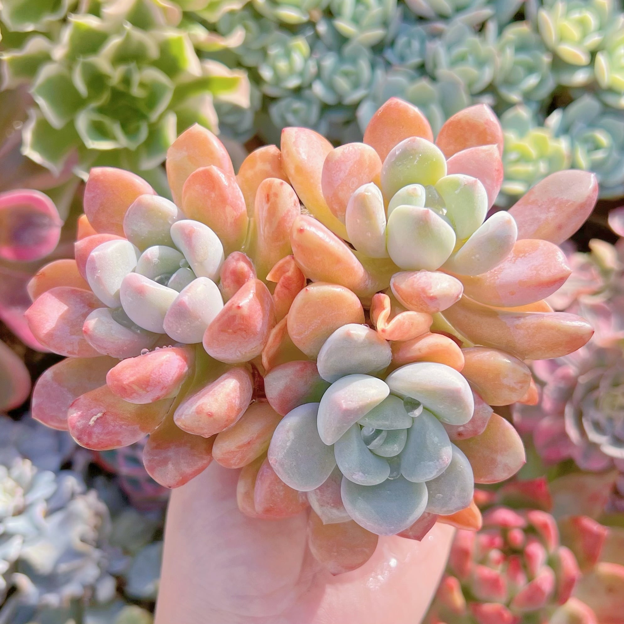 現品　ラブリーディアー群生#1176　るる農園