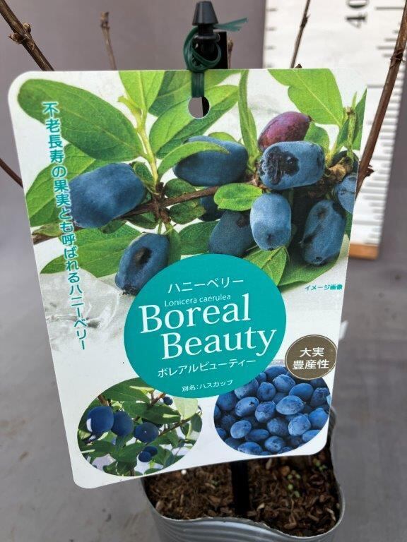 ハニーベリー【ボレアルビューティー】3.5号 | 日本ライン花木センター