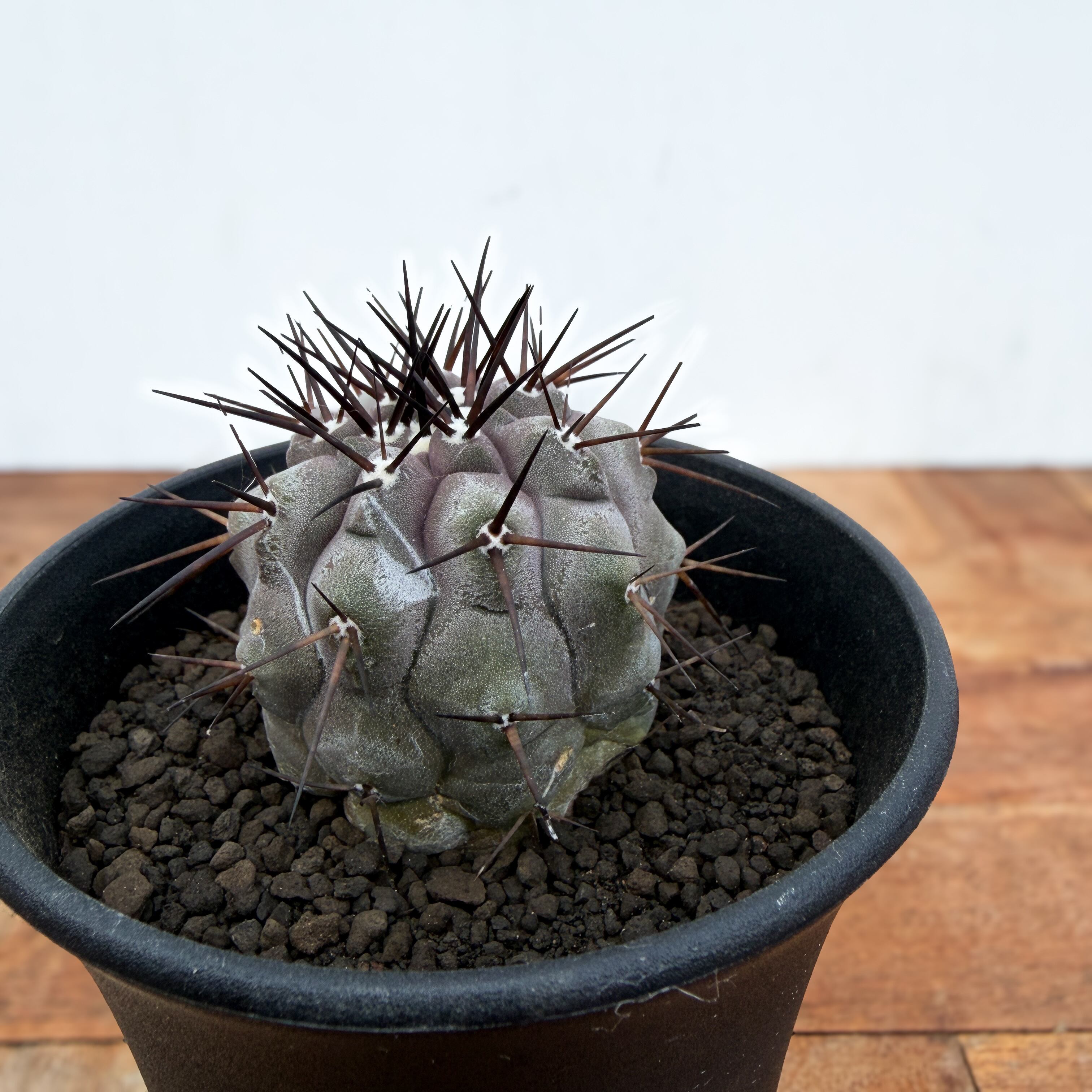 Copiapoa cinerea【コピアポア・黒王丸・実生】 | RIMO'S GREEN