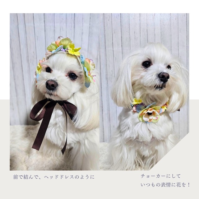 犬用チョーカー/花冠/ kakaron｜ローズ・ブリュム