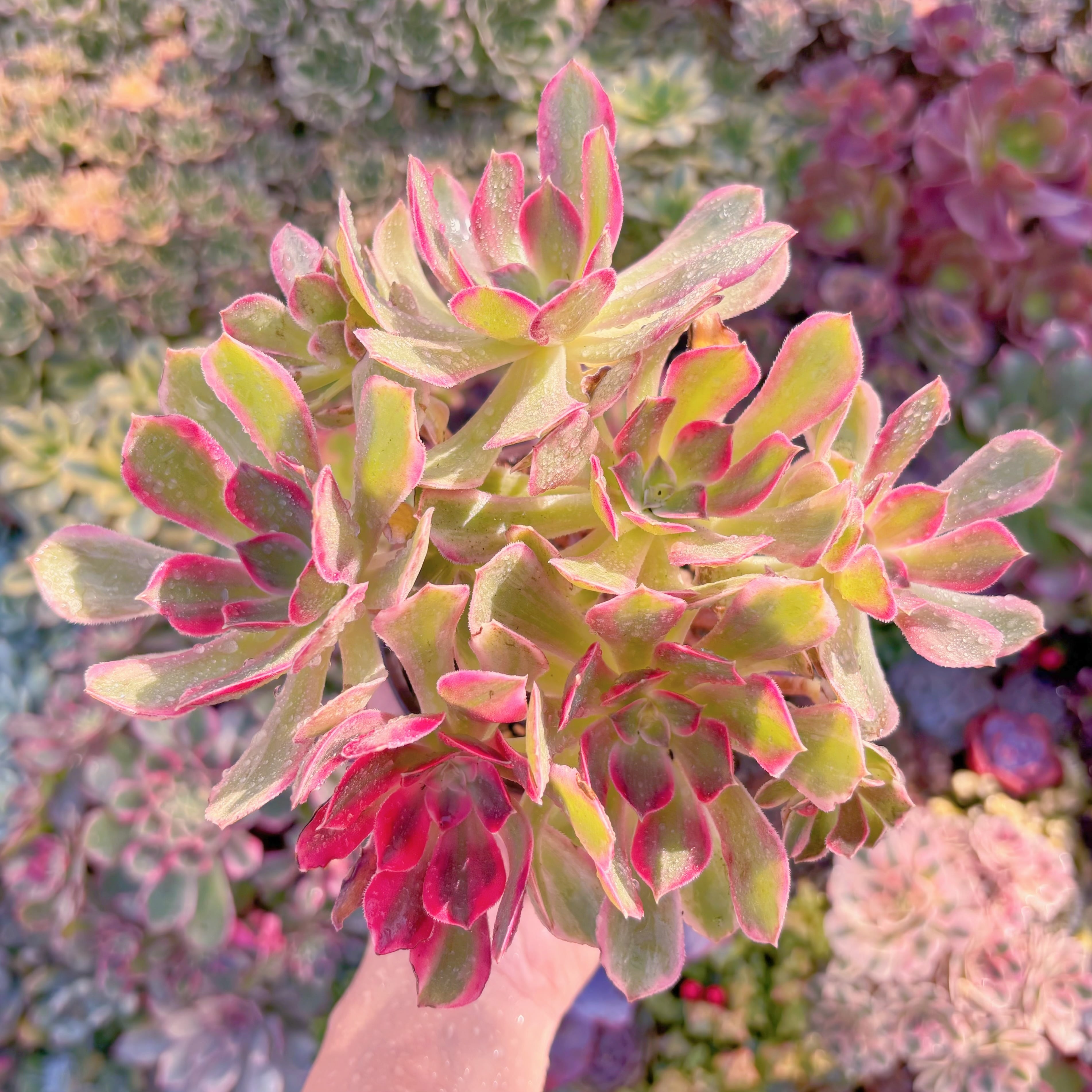 現品　新品種　浣纱錦#909　直径約20cm大群生　新入荷　るる農園