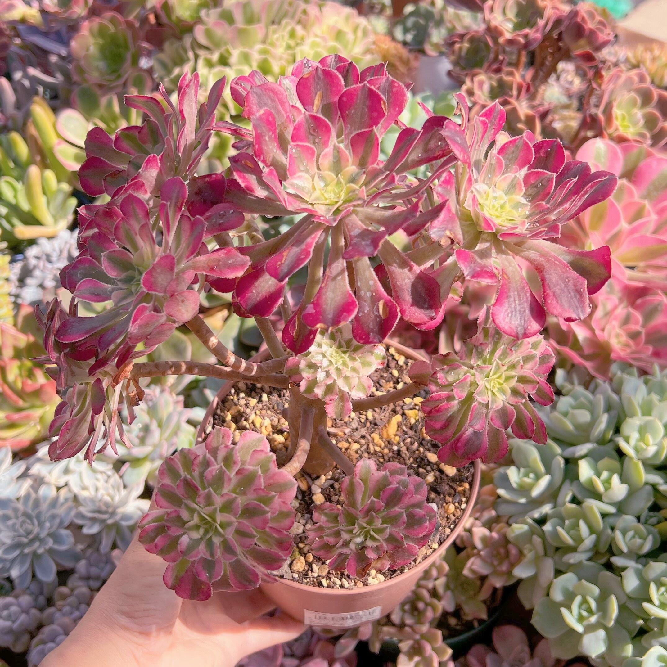 現物　ブラックチェリー#285　特特大群生　るる農園