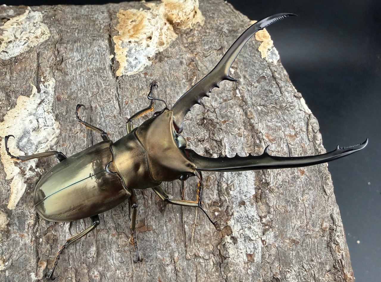 《メタリフェルホソアカ亜種イソガイ 76.5mm ペア》