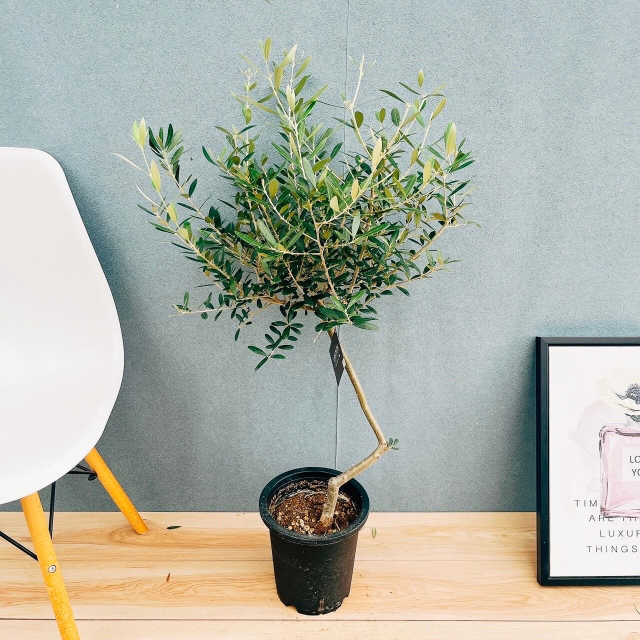 現品］3番 フィカス アルテシマ 8号 観葉植物 室内 大型 ゴムの木