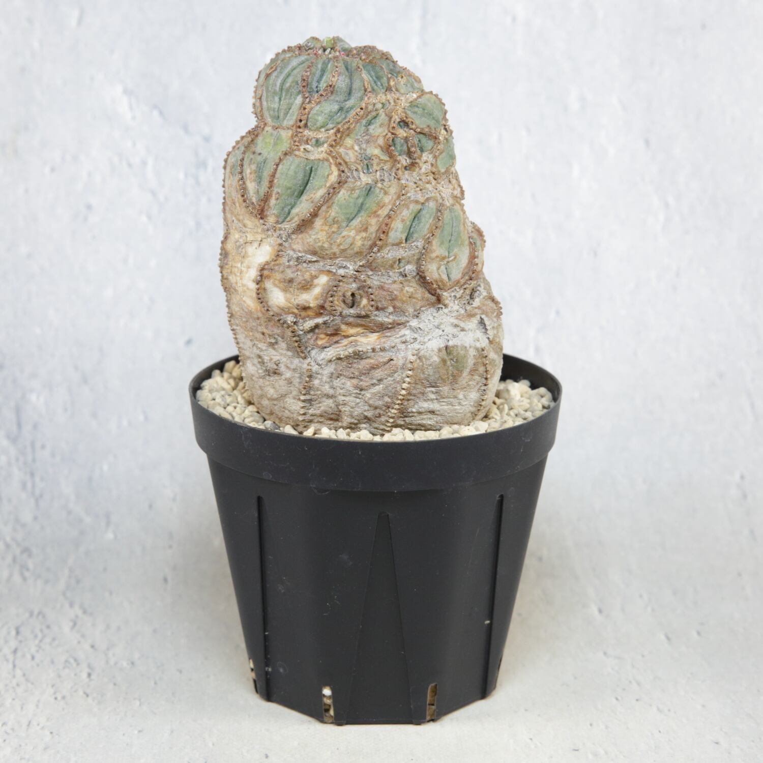 超厳選株】大株 超捻じれ マウンテン オベサ / ユーフォルビア