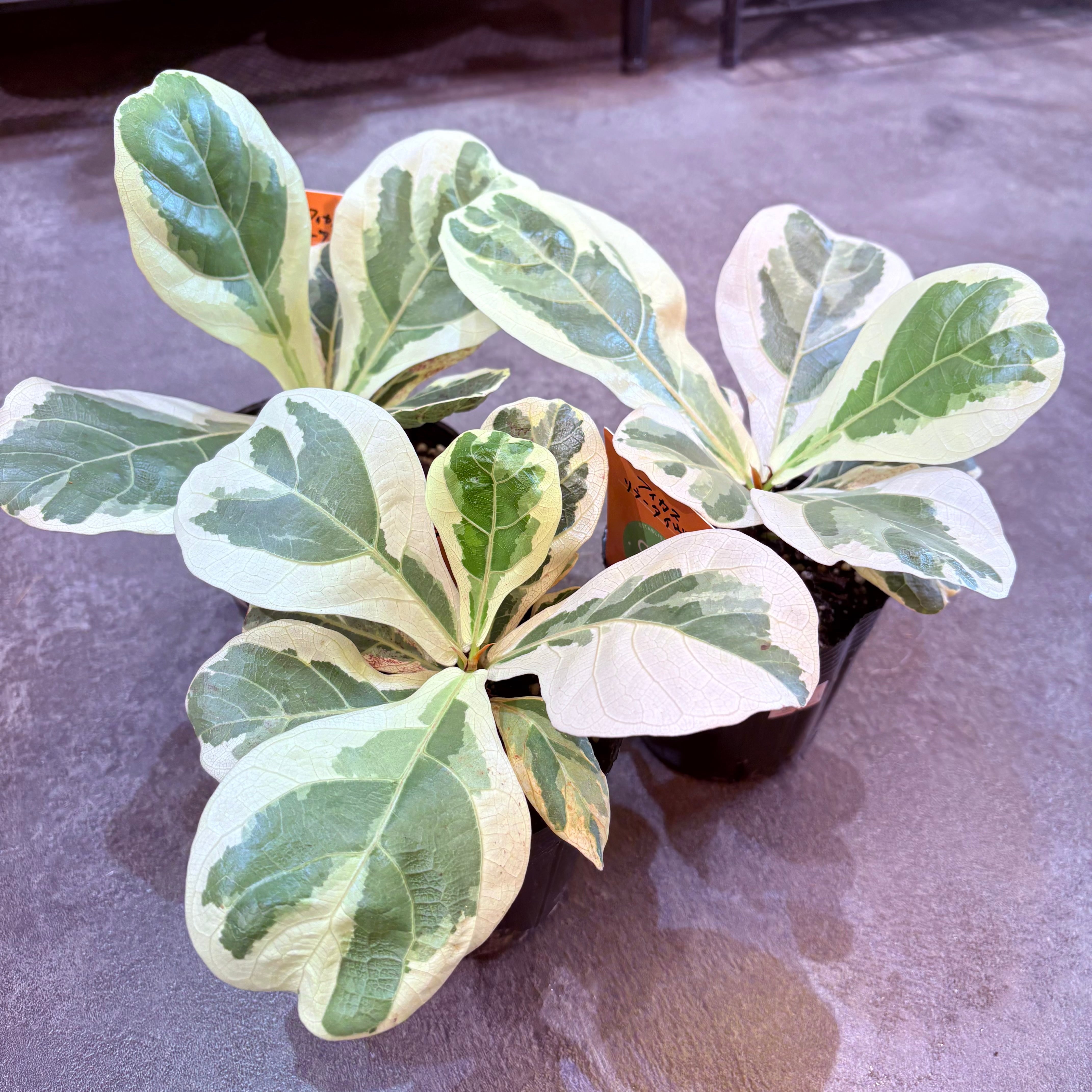 フィカス リラータイヴォンヌ 3.5号 | Green Vibes 宇都宮市の観葉植物