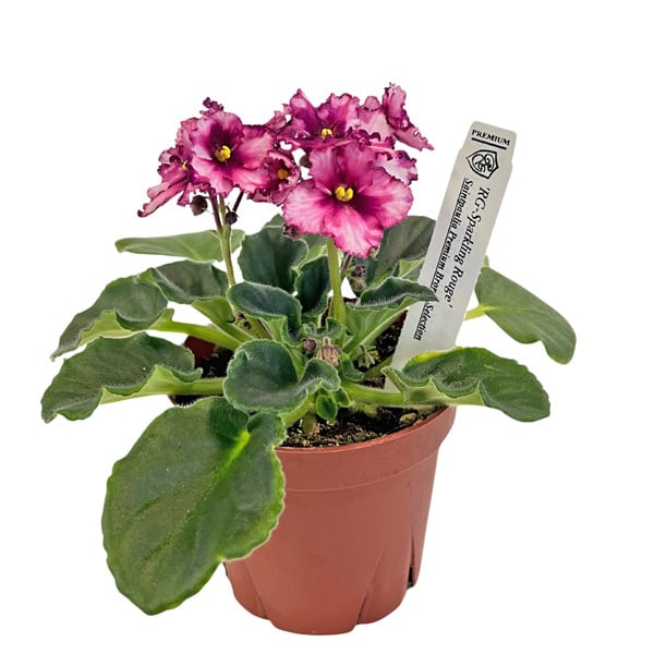 P. veitchii Auburn River, P. willinckii cv. Sailor Moon Select