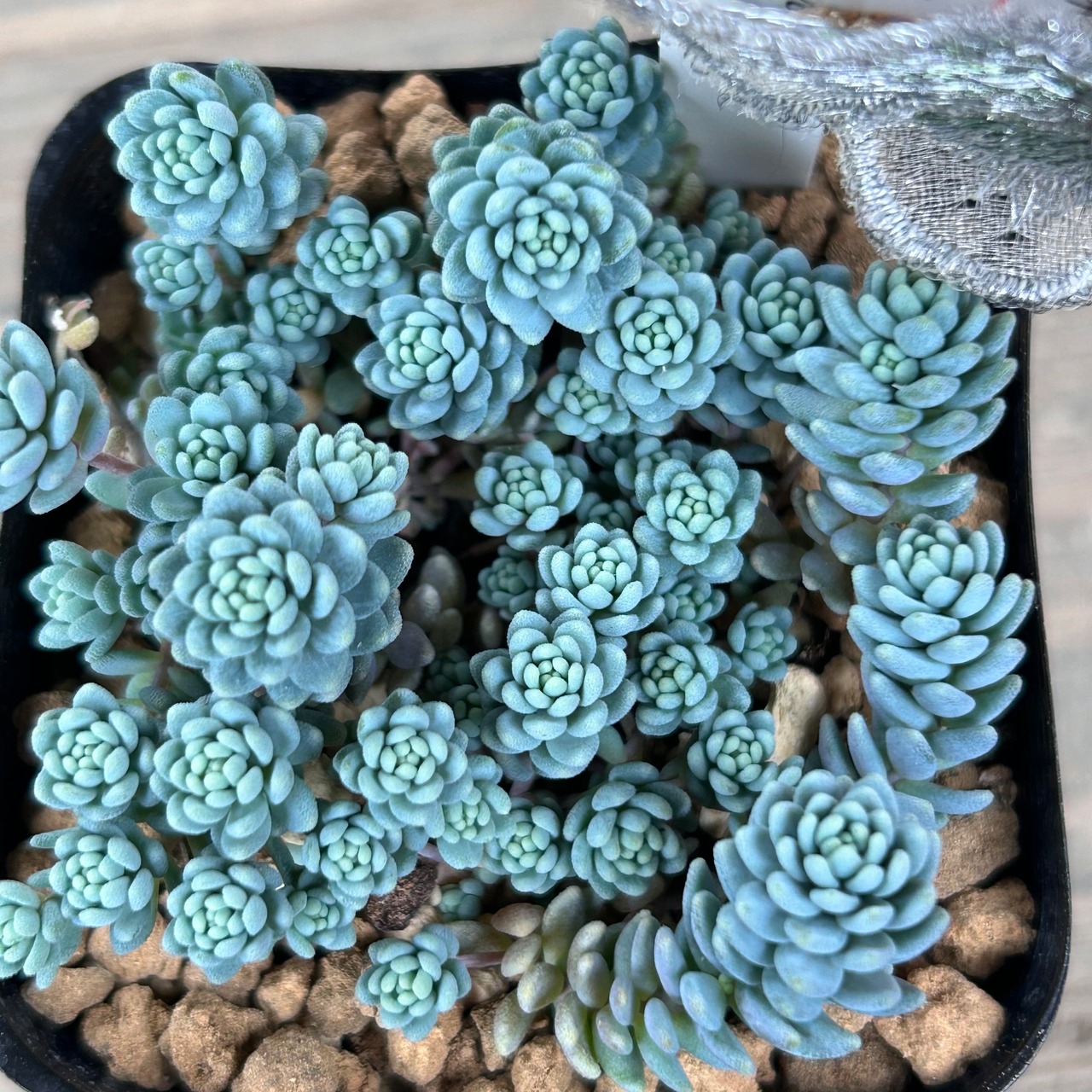 マジョール 根付き苗 15個 （多肉植物 マジョール 色っぽかっ） 