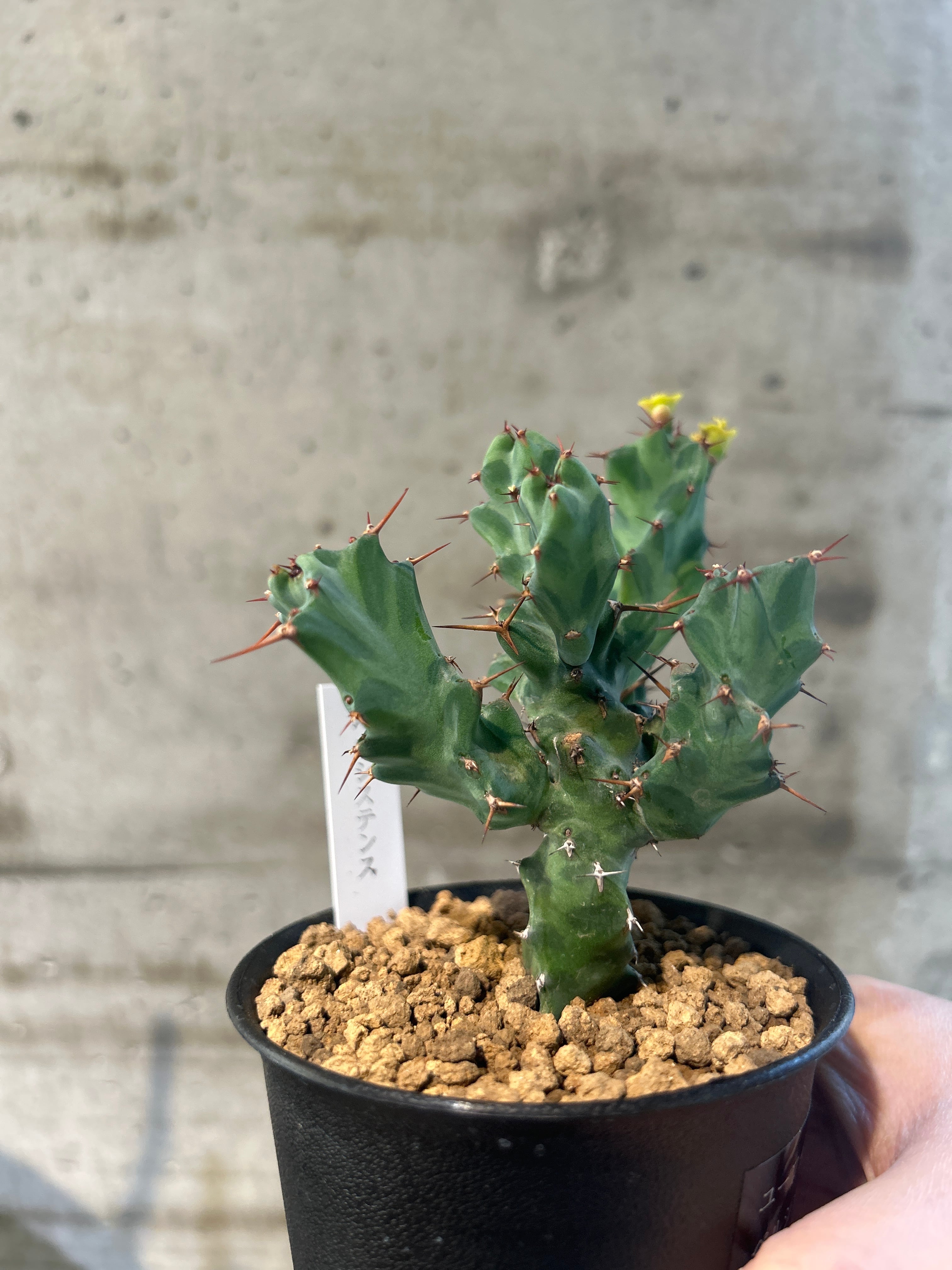 ユーフォルビア ペルシステンス3号② | 植物との暮らし apricot