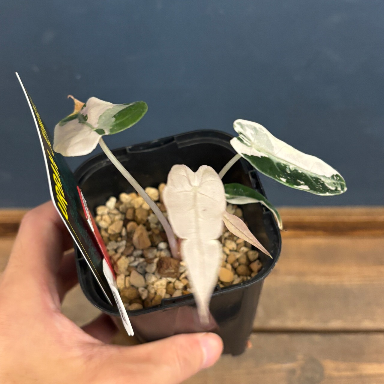 アロカシア　バンビーノ　バリエガータ【530】