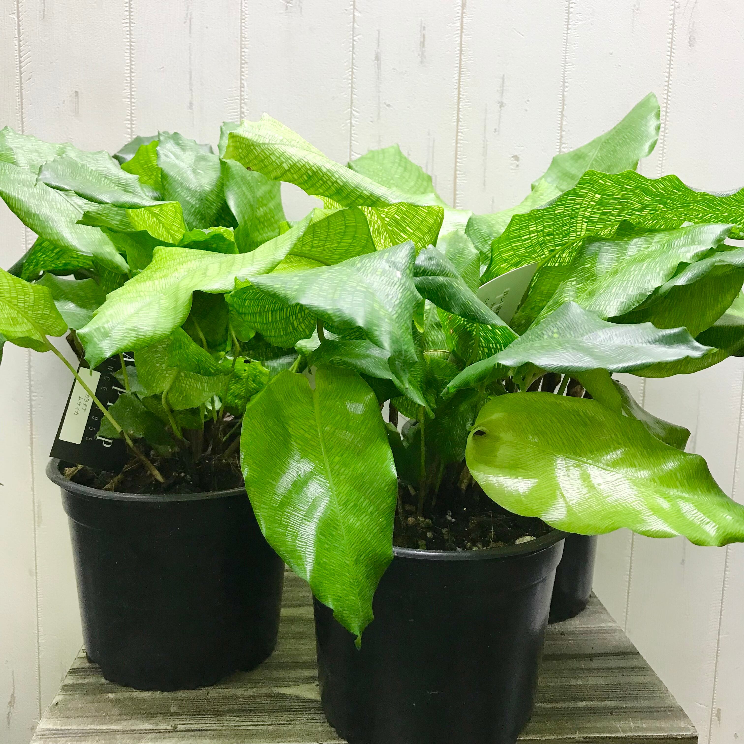 最大95%OFFクーポン カラテア モザイク Calathea musaica 立派株 7号鉢