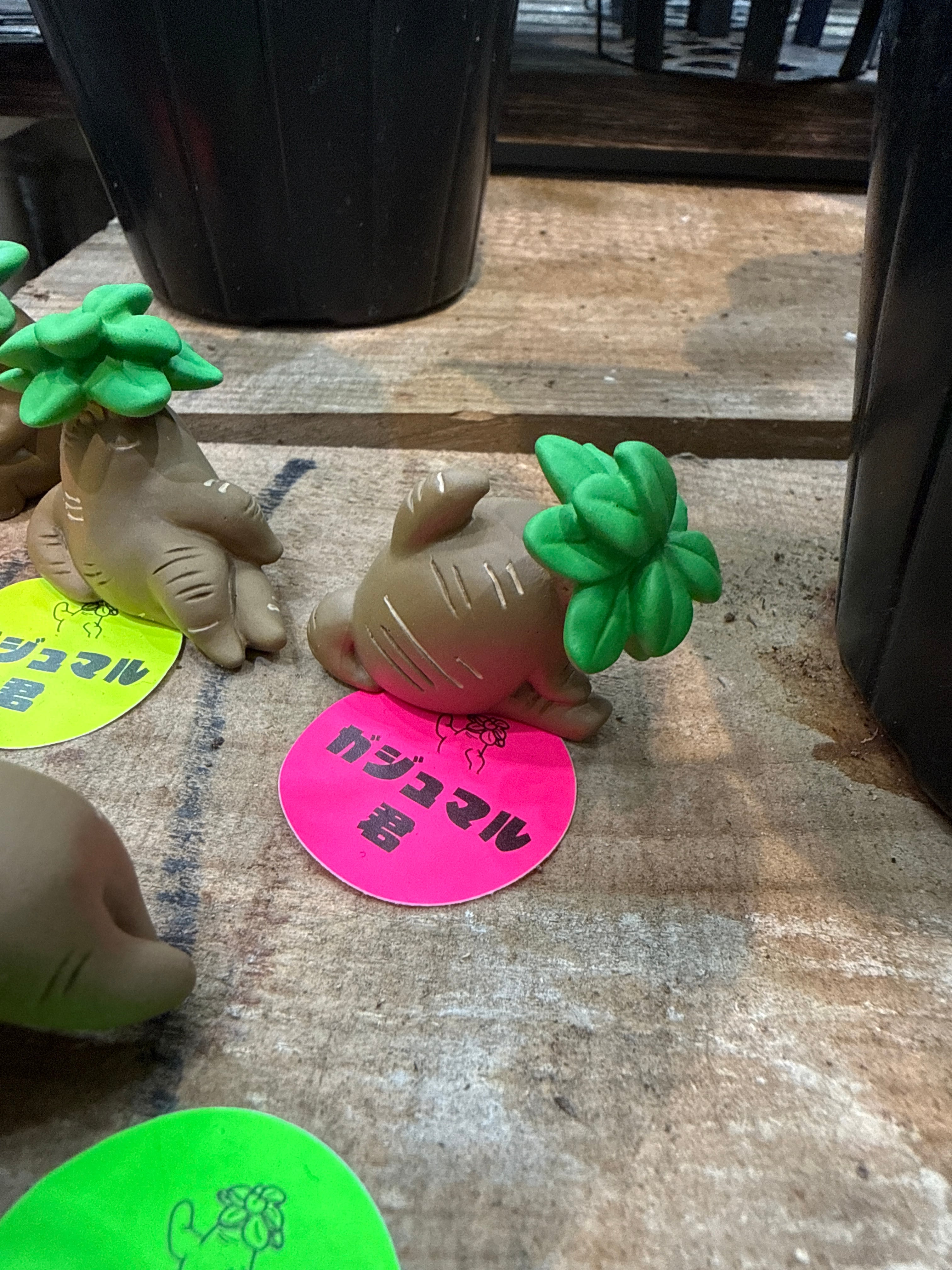 ガジュマル君 | Gardenえん 【観葉熱帯植物】