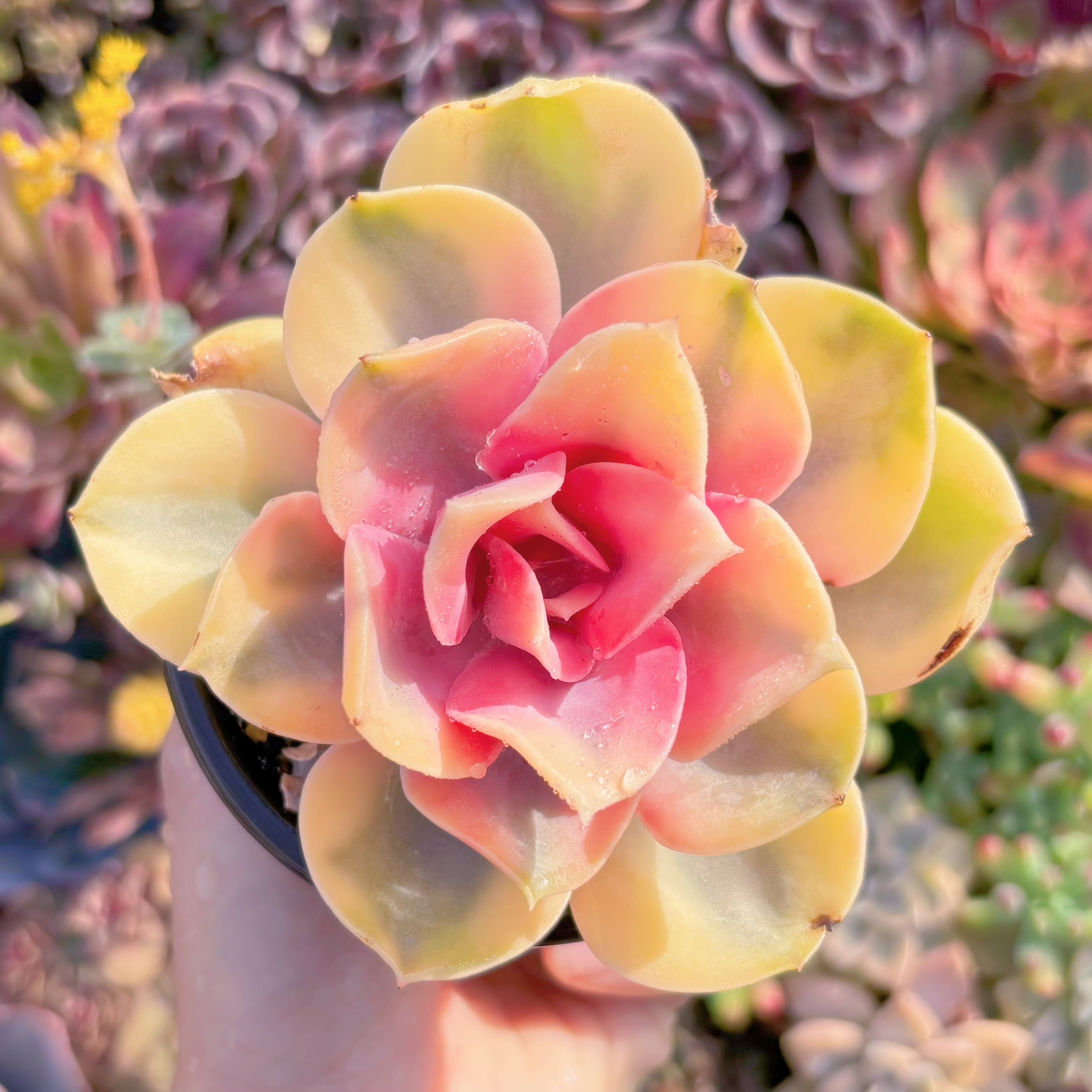 現品　レインボー#B06　るる農園