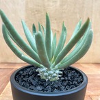 Tyrecodon cacalioides 【チレコドン・カカリオイデス・鐘鬼】
