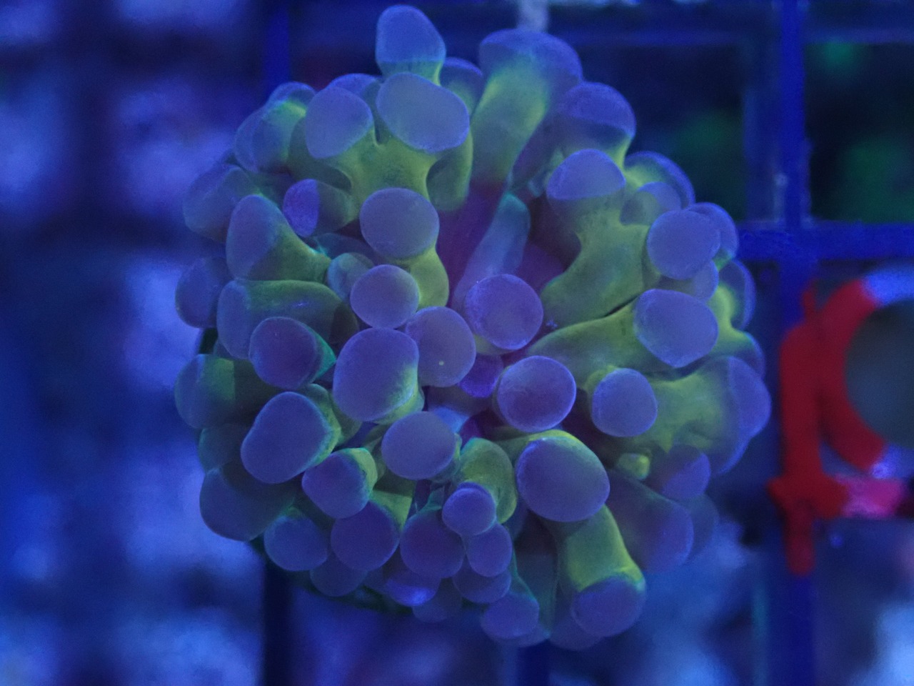 【現地買付】ParaAncora Hologram 1