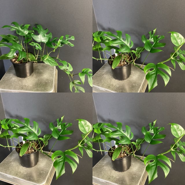 ビカクシダ ネプチューン コウモリラン 着生植物 観葉植物【おしゃれ