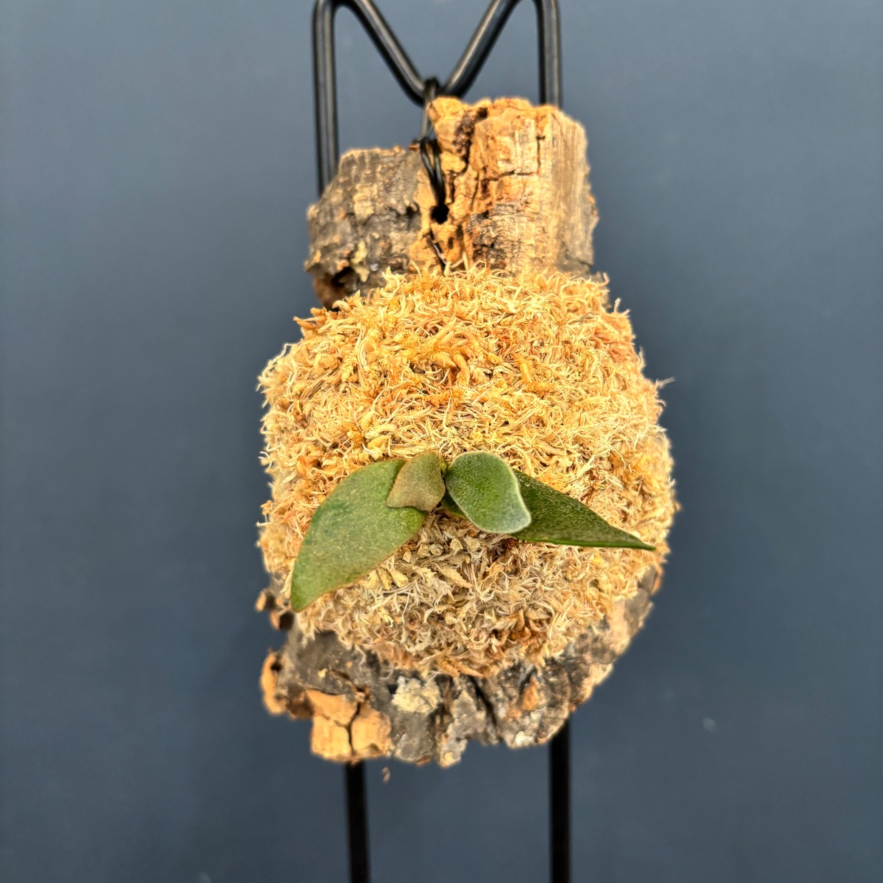 ビカクシダ OMG P. willinckii 'OMG' TC コルク仕立て【866】