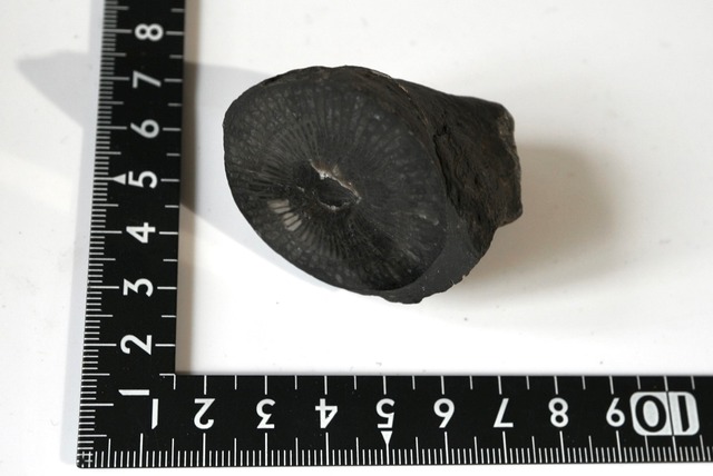クエイチョウフィルム（四放サンゴ）化石  Kueichouphyllum sp. 982