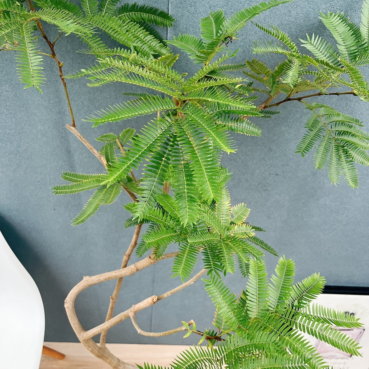 現品］5番 エバーフレッシュ 曲がり 8号 観葉植物 室内 大型 人気
