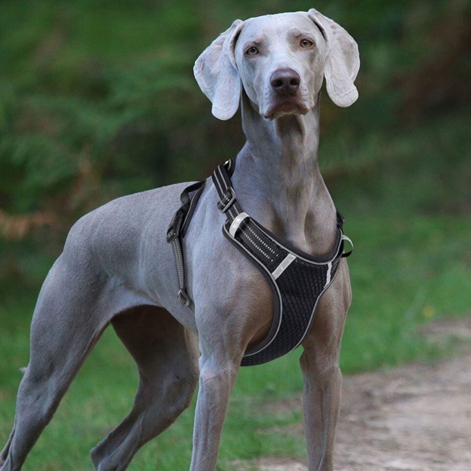 HUNTER ブラックグレーハーネス犬用 S-M ハンター 犬用 ハーネス