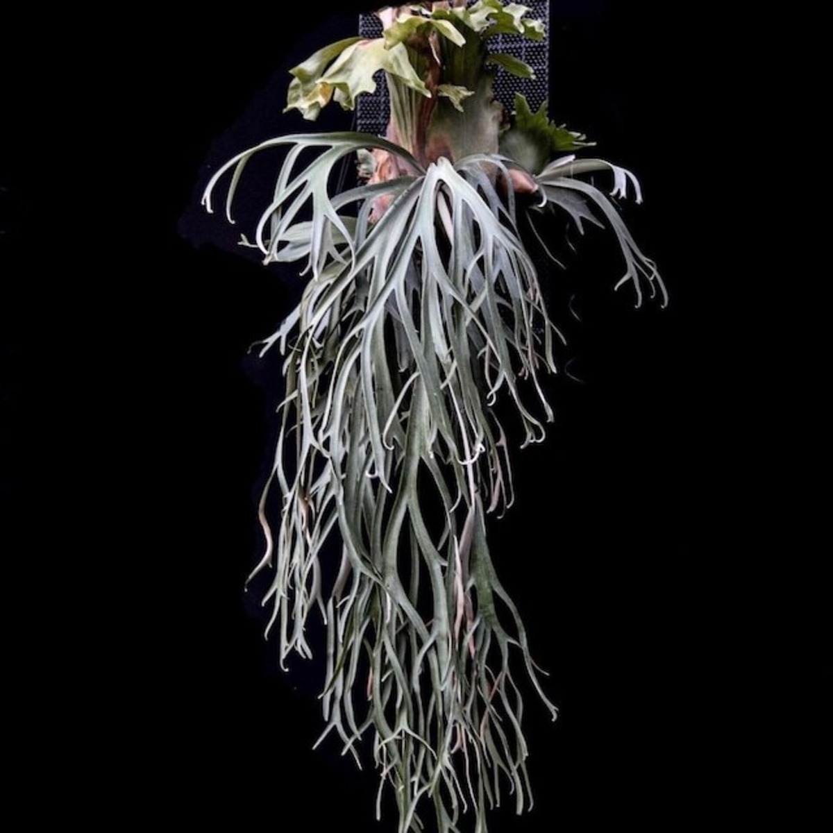 P. willinckii cv. Aplus special (pup) | naturefix